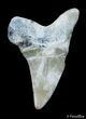 Inch Summerville Fossil Mako Shark Tooth #2834-1